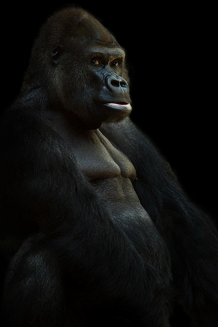 Ape